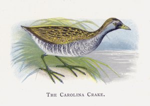 The Carolina Crake by Alexander Francis Lydon